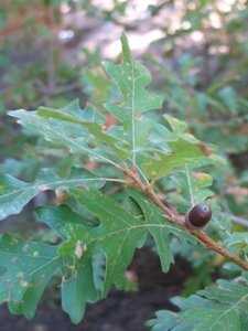 Quercus spp.